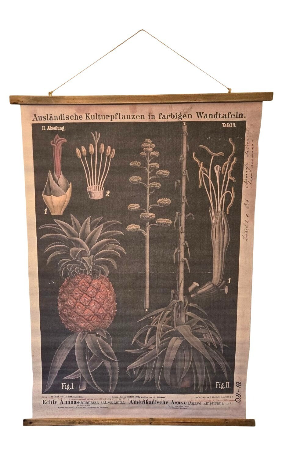 Vintage German Botanical Wall Chart Pineapple Agave Zippel Bollmann Reproduction