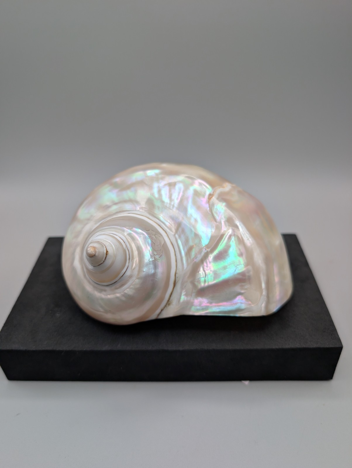Vintage Large Pearlized Turbo Shell Polished Mother of Pearl Philippines 5\