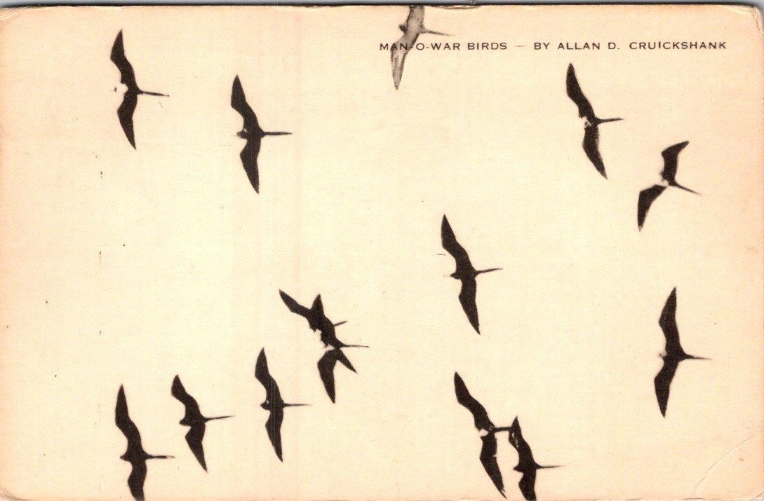 1949 MAN-O-WAR BIRDS by ALLAN D CRUICKSHANK NATIONAL AUDUBON SOCIETY POSTCARD