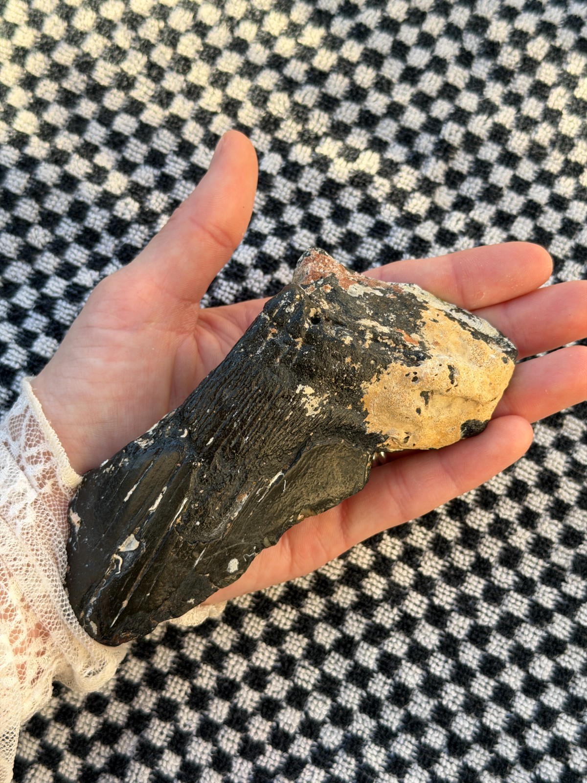 Real Megalodon Shark Tooth 5.0” Big Fossil Shark Teeth From NC