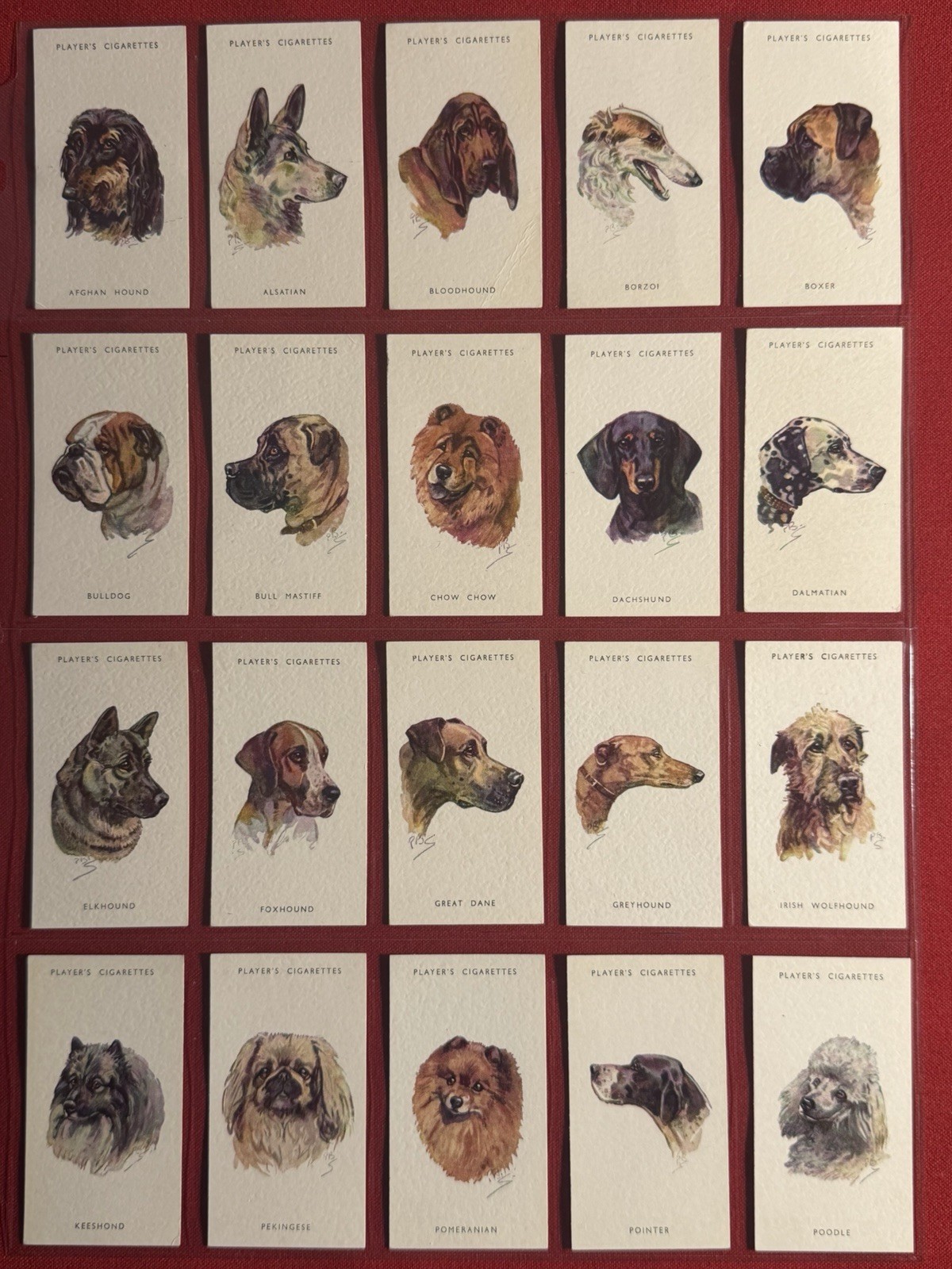 1930\'S JOHN PLAYER DOG HEADS-VERY RARE UNISSUED FULL 50 CARD SET-VG+EX-MT-WOW 1930\'S JOHN PLAYER DOG HEADS-VERY RARE UNISSUED FULL 50 CARD SET-VG+EX-MT-WOW