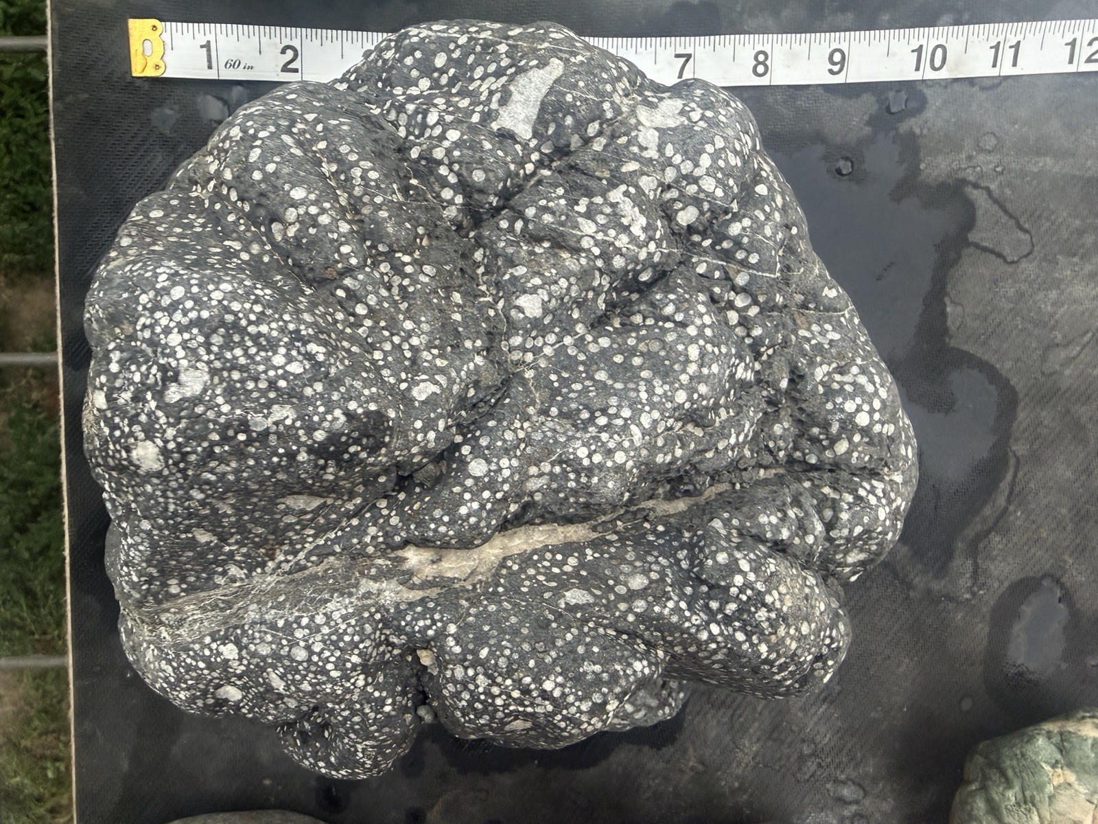 Huge 10+ LB Black White Spotted River Rock Natural Sculpture Mineral Specimen