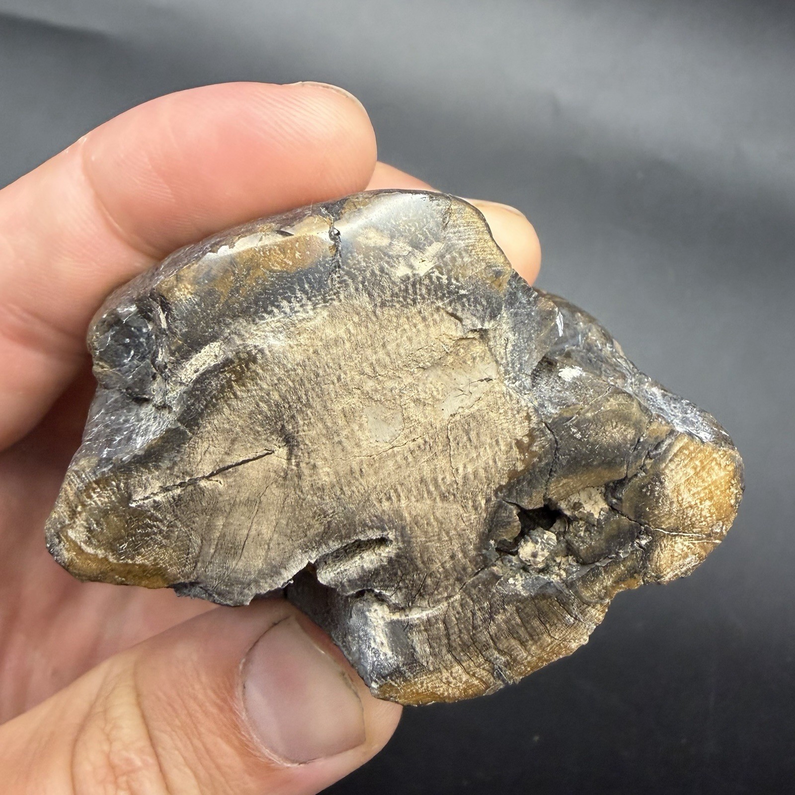 ICE AGE MEGAFAUNA POLISHED HORN SEGMENT SCHRAGER LINES PRESENT ICE AGE MEGAFAUNA POLISHED HORN SEGMENT SCHRAGER LINES PRESENT