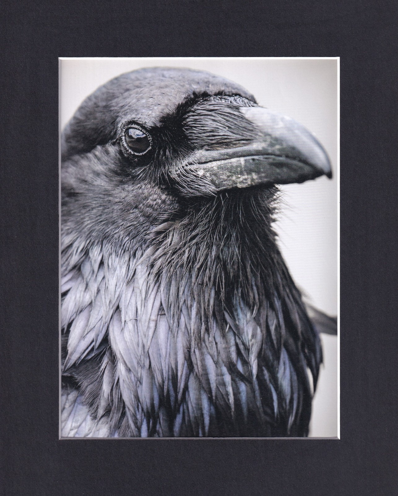8X10 Matted Print Art Picture, Crow Raven: Portrait