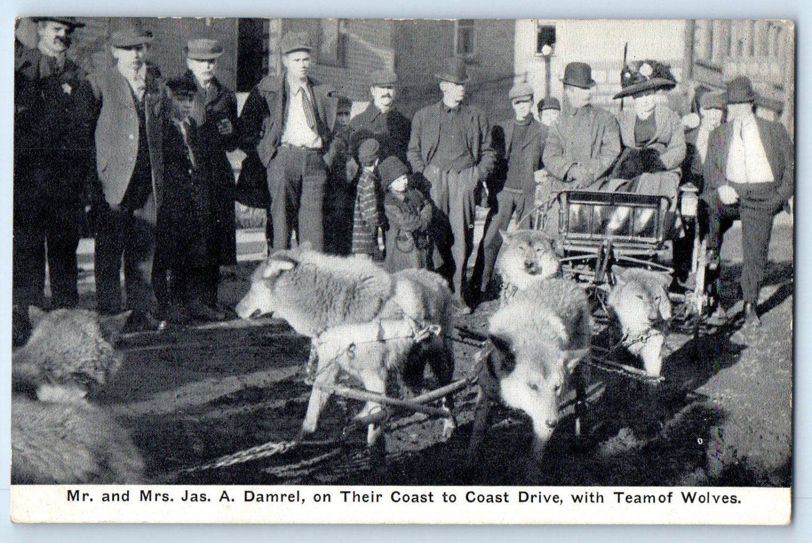 c1910 Wolf Sled Damrel Travelling Seattle To New York City Team Wolves Postcard