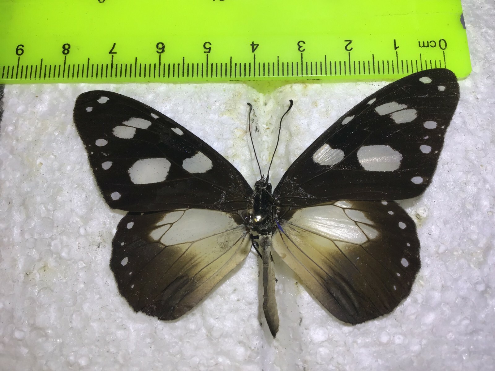 UAP 23 A+/A  Amauris damocles  GOING OUT OF BUSINESS SALE