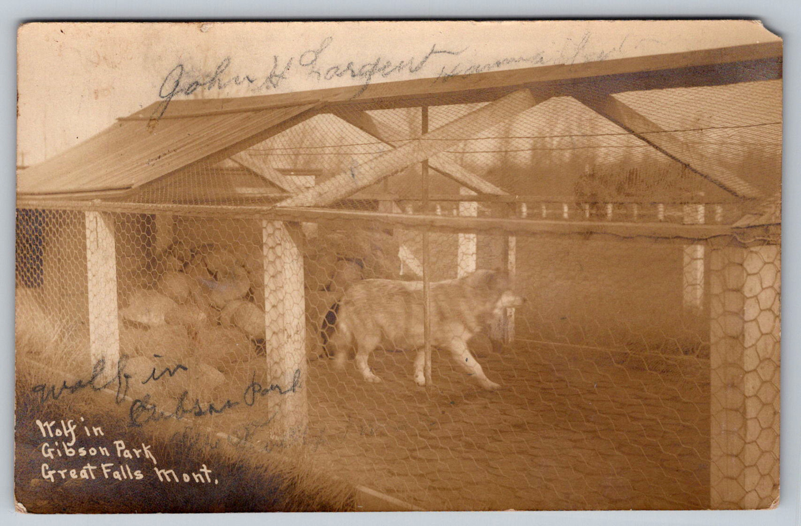 RPPC c1910s Wolf in Gibson Park Great Falls Montana Zoo Postcard