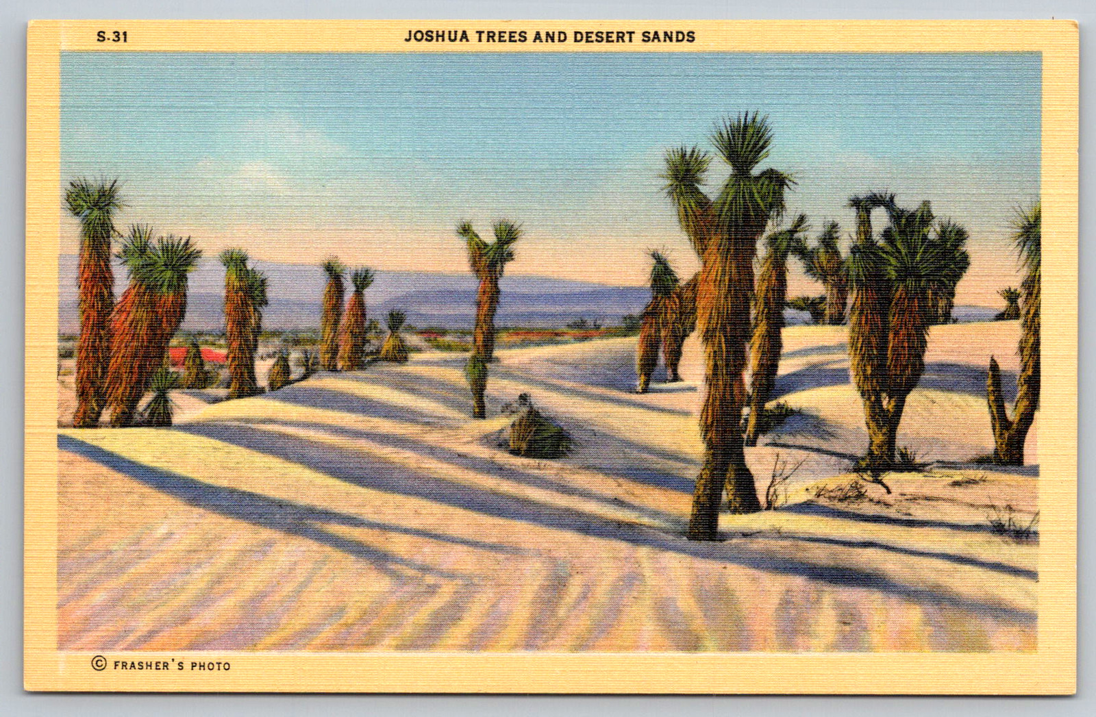 c1940s Joshua Trees Desert Sands Southwest Tucson Arizona Postcard