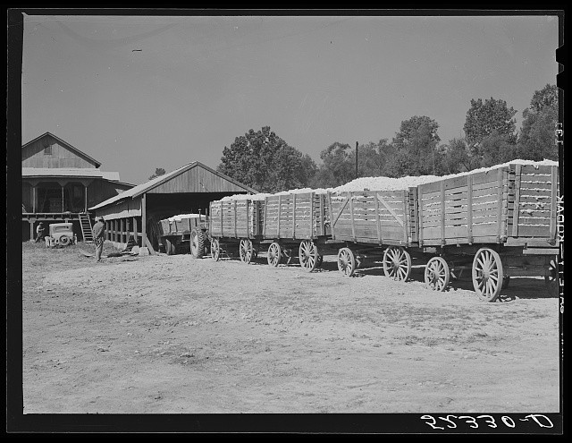 Mileston Mississippi Delta Mississippi 1939 Cotton Gin Tractor Wagons Bales