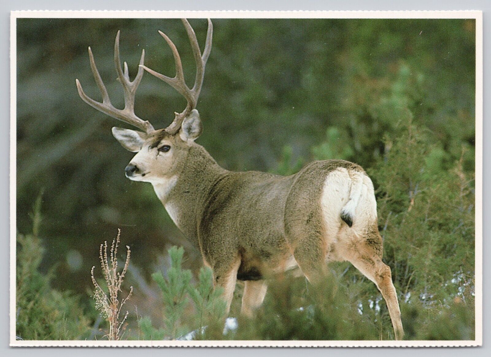A Mule Deer Buck Standing Alert, Large Antler Rack, Vintage Postcard