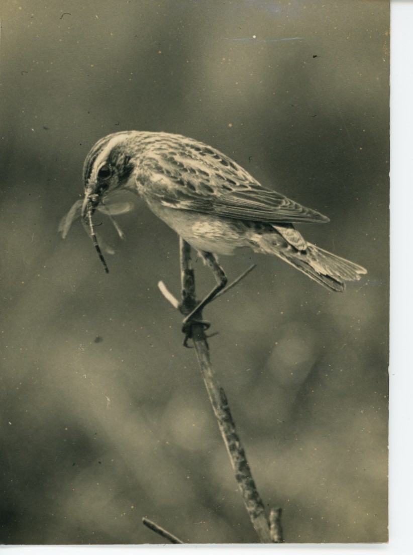 ORIGINAL Vintage John Kearton Bird Photo: Whinchat with Crane Fly (Purley Surrey