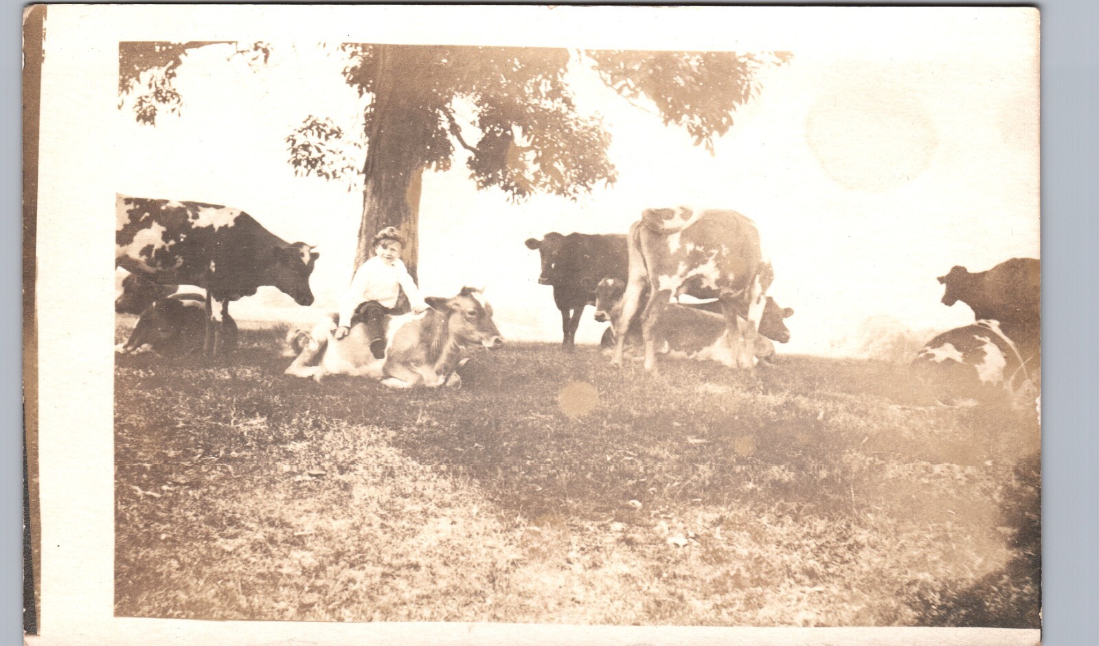 BOY RIDING DAIRY COW c1910 real photo postcard rppc funny farm kid