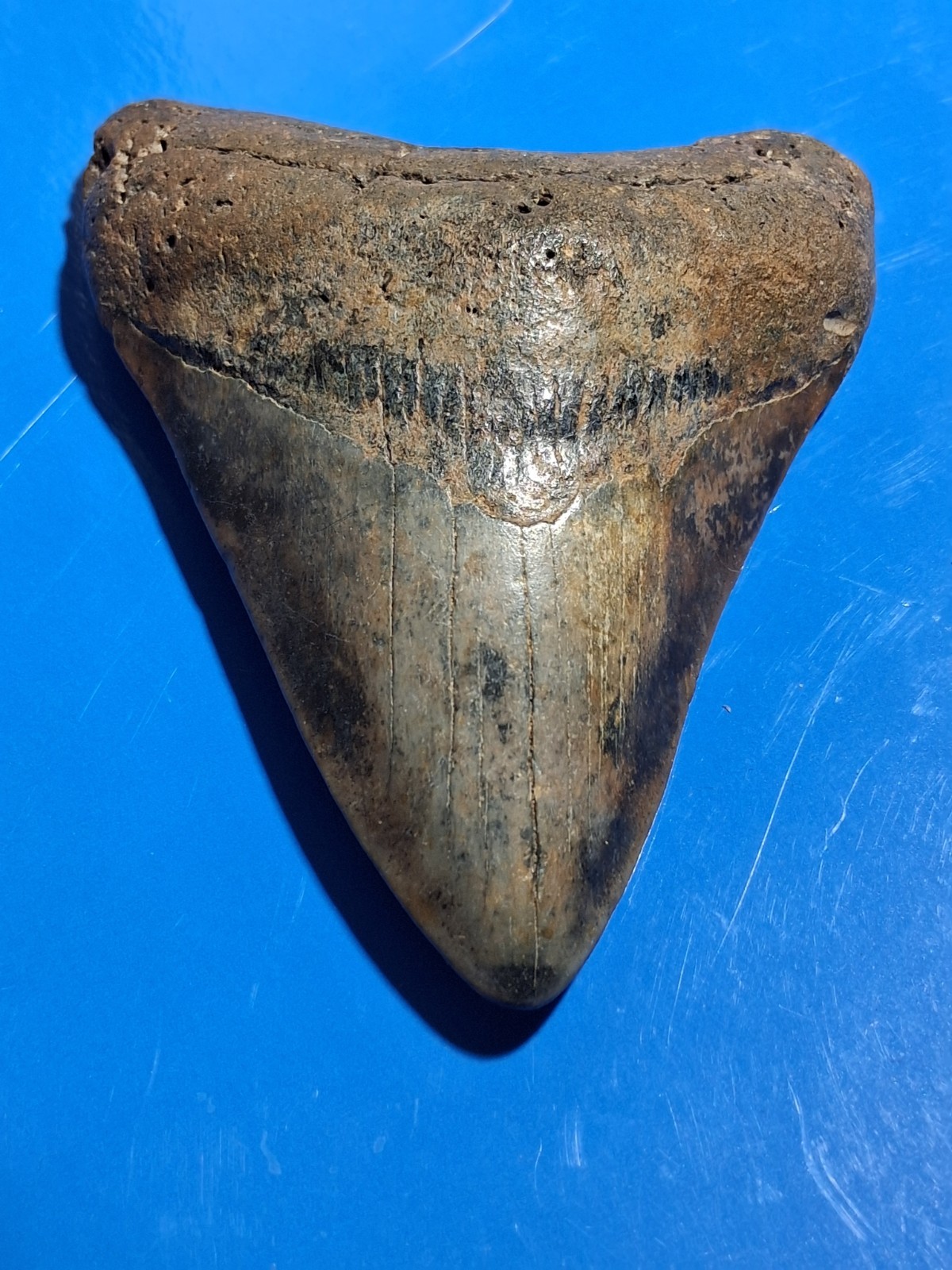 Nice Megalodon Found Diving Off Wilmington Nc 3.84