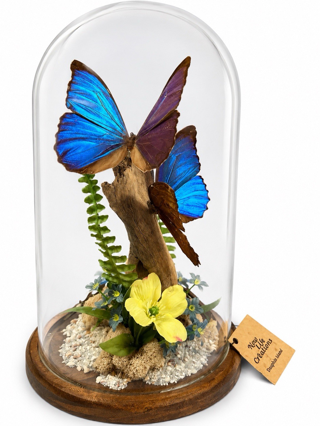 Real Blue Morpho Butterfly Glass Dome Display 12” Cloche Morpho Menelous Handmad