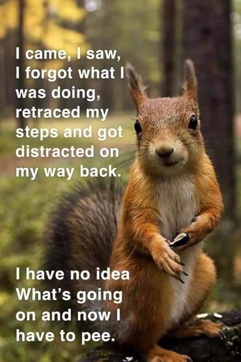 Funny Squirrel  refrigerator magnet 3 1/2 x 4 1/2