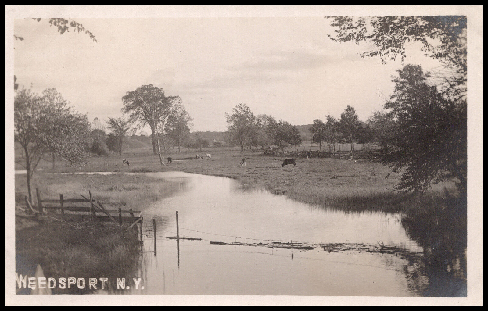 Weedsport, New York, Cows and Pond, Cayuga County, Real Photo Postcard RPPC