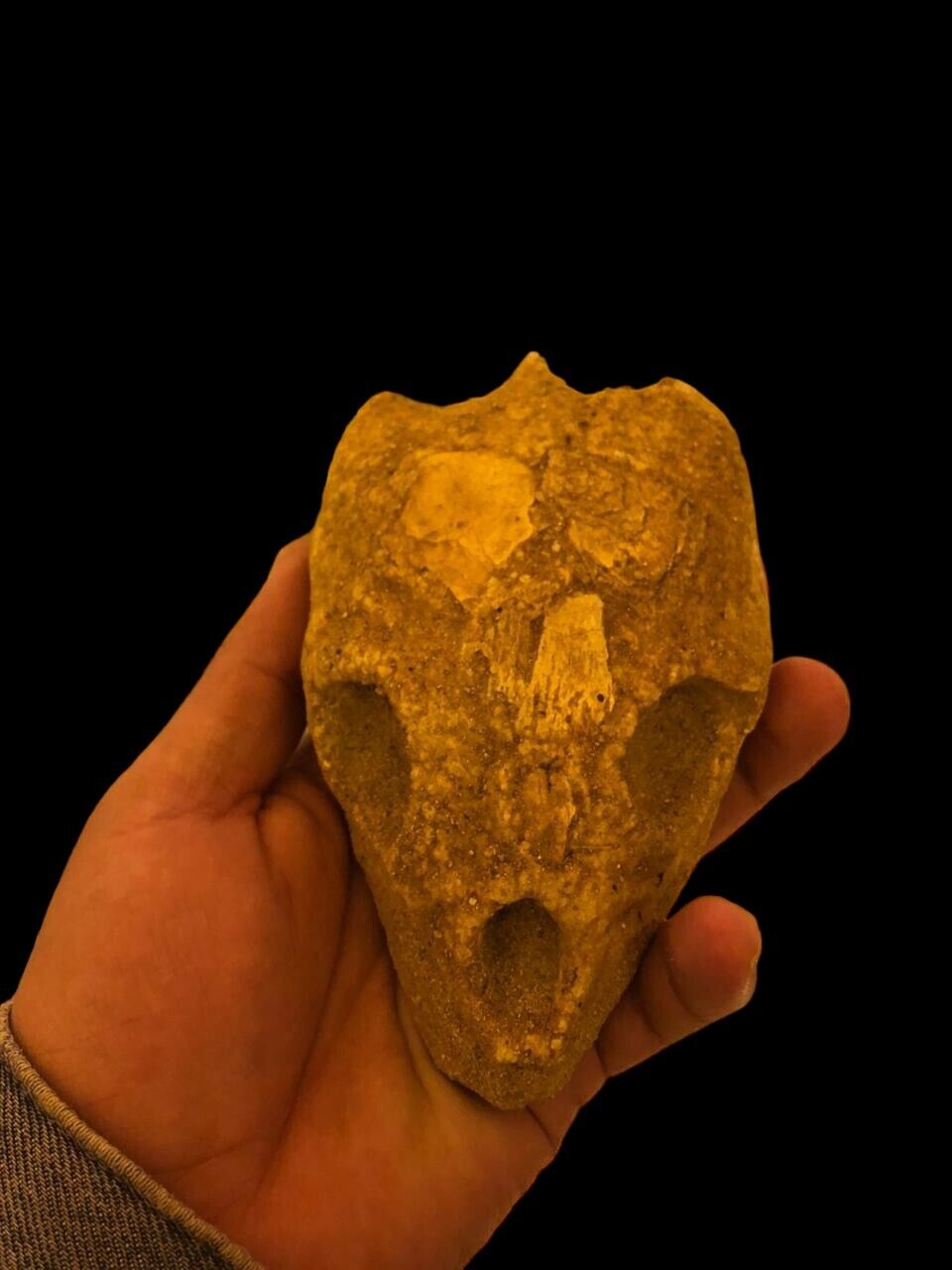 Jurassic Aquatic Turtle Skull: Rare Prehistoric Marine Fossil from Morocco
