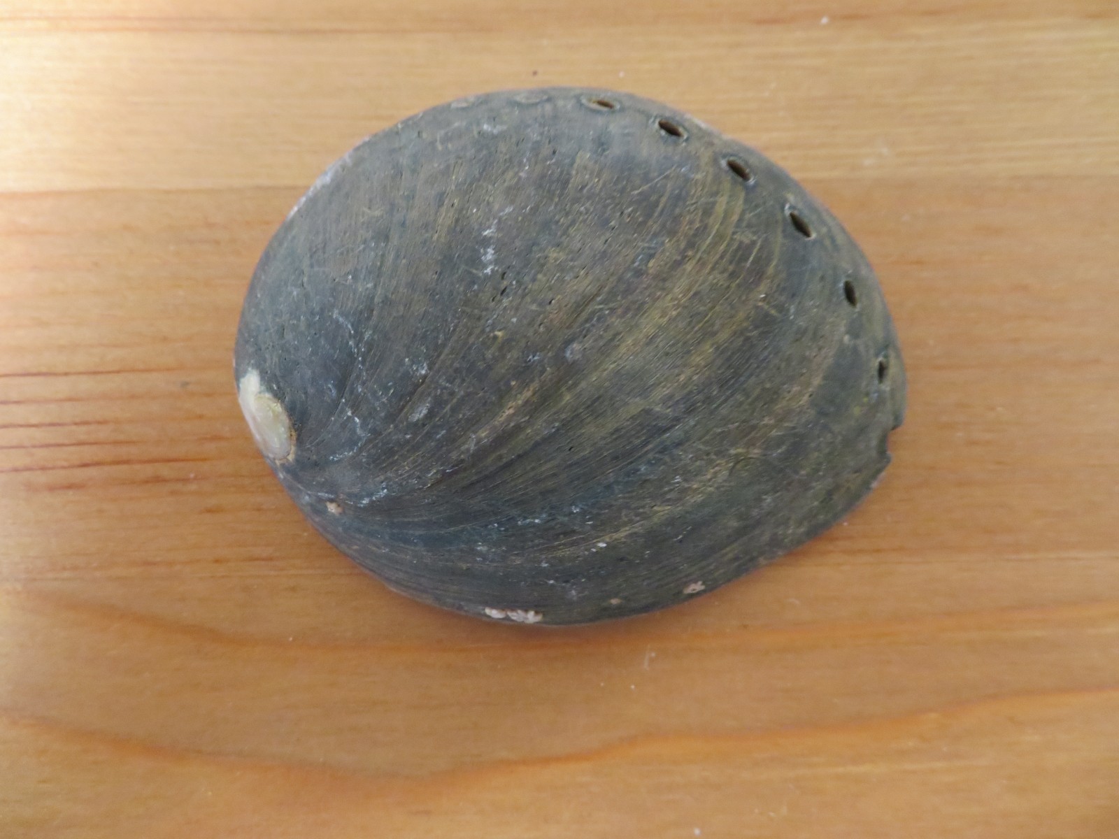 Vintage Beach Find Shell - Black Abalone (Haliotis cracherodii) - RARE XXXII