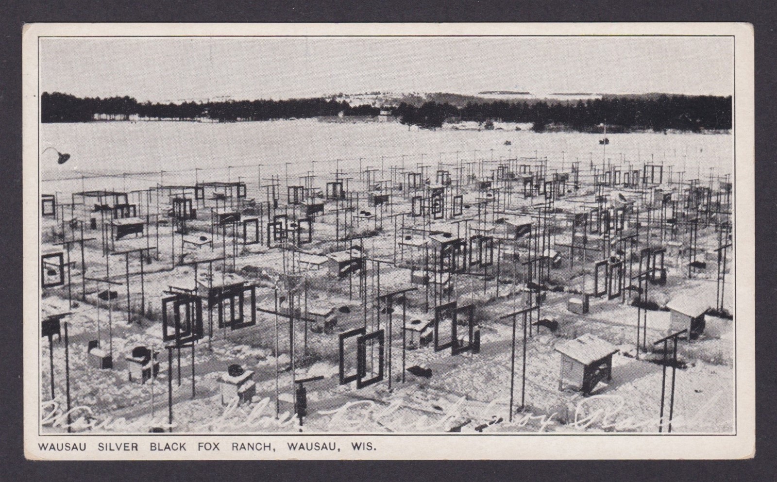 Postcard, United States, Wausau WI, Wausau Silver Black Fox Ranch