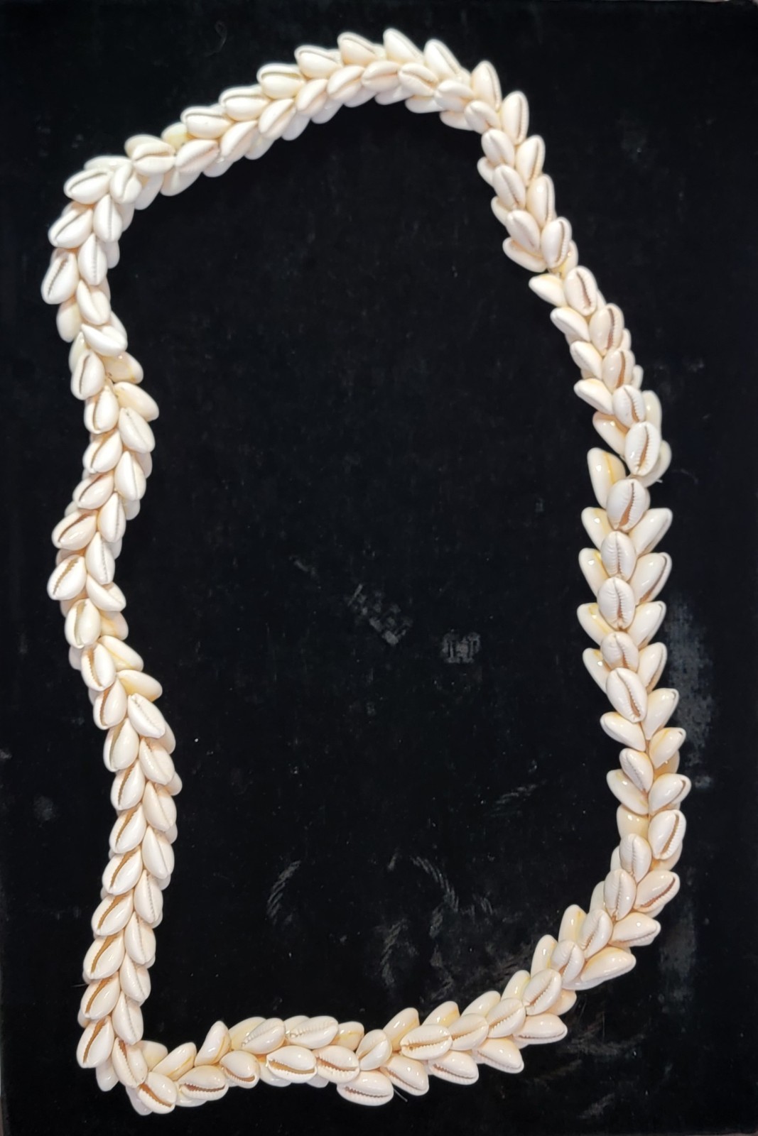 Vintage HAWAIIAN Pikake Style Cowrie Shell Lei 19\