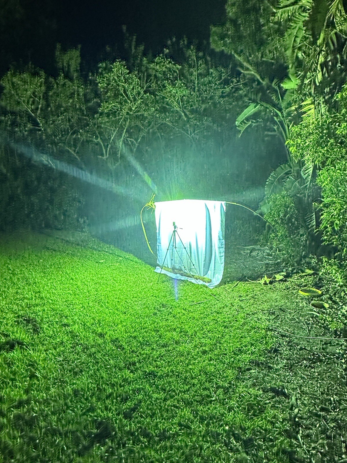 professional Moth collecting light , ballast Box +sheet Only 1 on Ebay 400 Watt