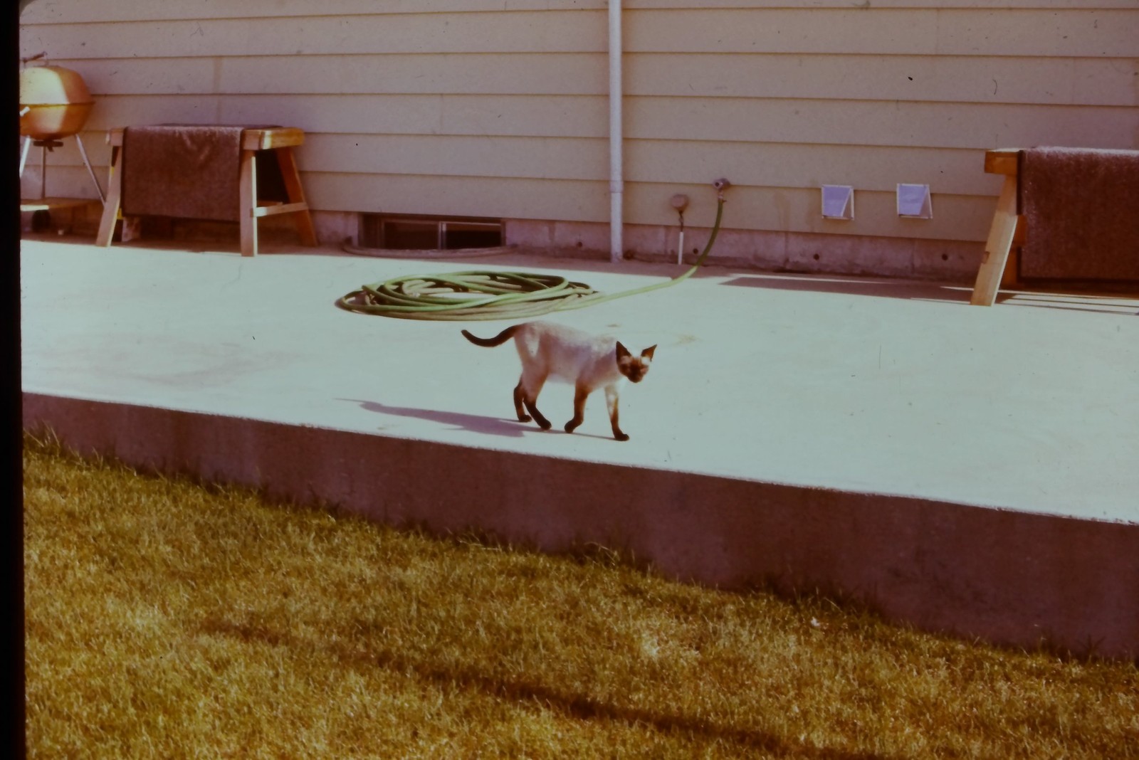 c1970's 35mm Slide, Siamese Cat, Concrete Patio, Suburban Home garden green c1970's 35mm Slide, Siamese Cat, Concrete Patio, Suburban Home garden green