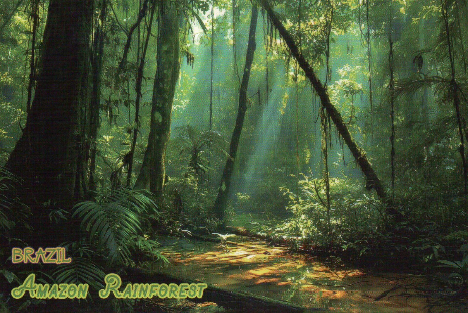 Amazon Rainforest Brazil South America, Brasil, Trees, Flora --- Modern Postcard Amazon Rainforest Brazil South America, Brasil, Trees, Flora --- Modern Postcard