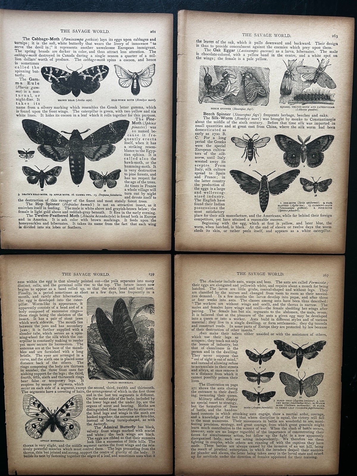1891 Antique Natural History Book Pages Lot of 4 Moths Butterflies  Engravings