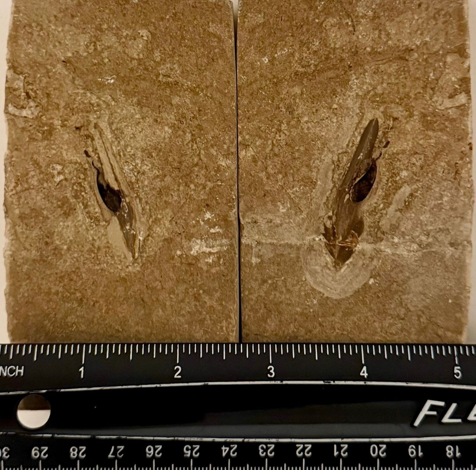 Lebanon marine fossil, squid in double with preserved ink sac. 100 M.Y.O.