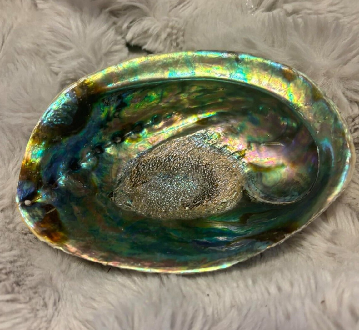 Large Abalone Shell Natural Paua Rainbow LG Sea Green Blue Shell Beach 6 Inch