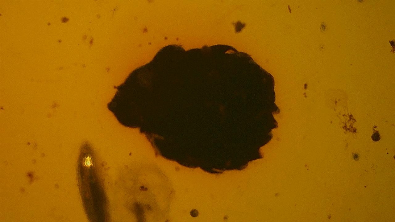 Rare flower inclusion in burmese amber