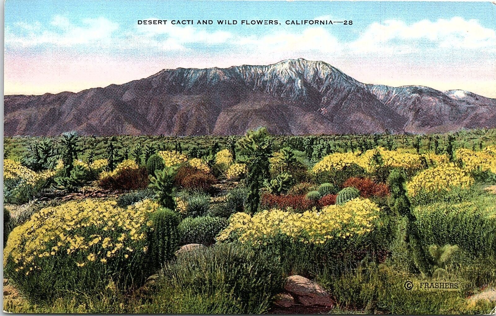 c1935 CALIFORNIA DESERT CACTI AND WILDFLOWERS FRASHERS LINEN POSTCARD 41-86