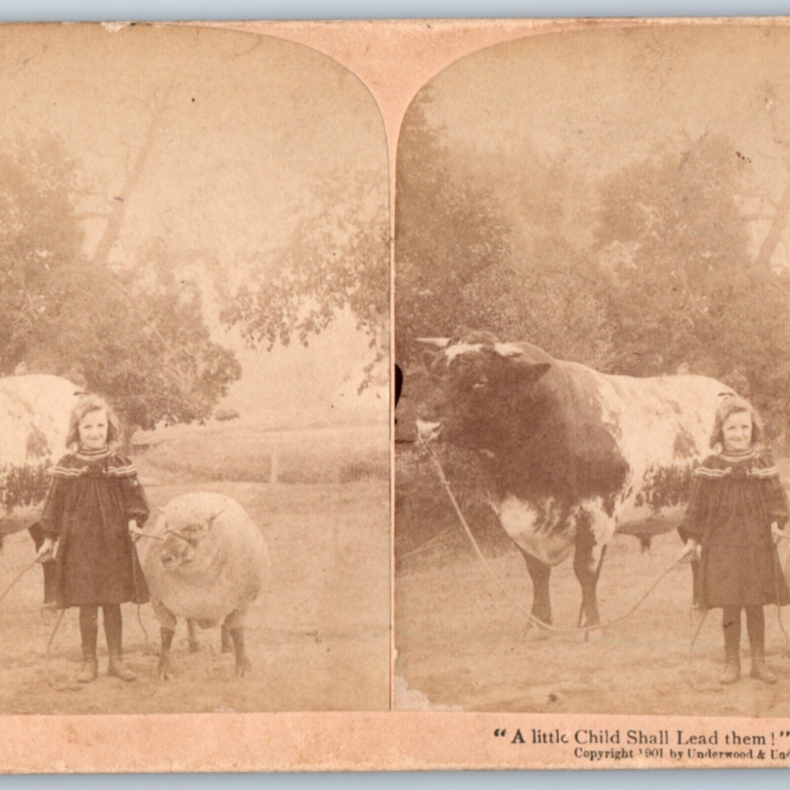 1901 Cute Little Girl w/ Huge Bull Cow & Sheep Lead Real Photo Stereo Card V16