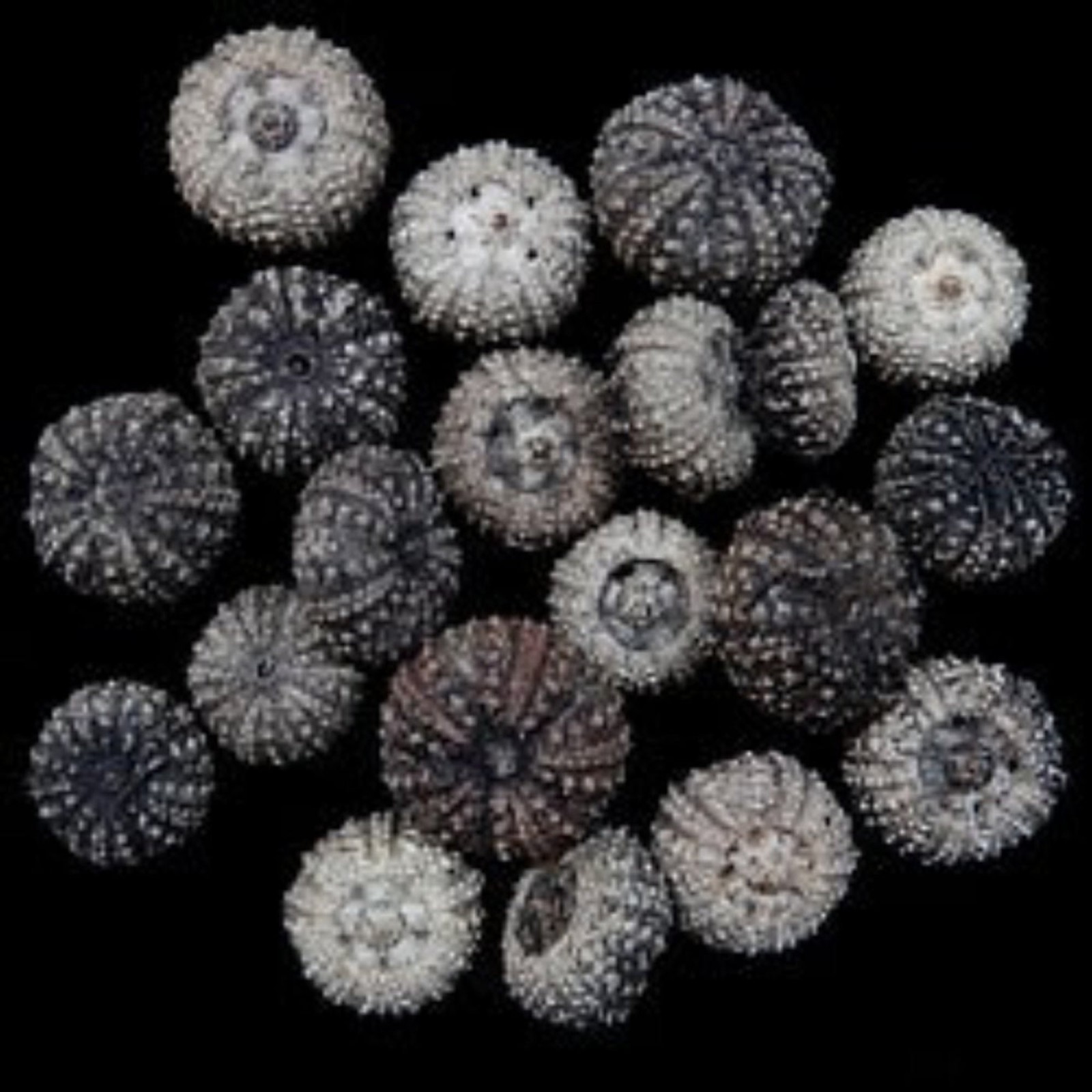 Baby Black Sea Urchins measuring 1 to 1 1/2\
