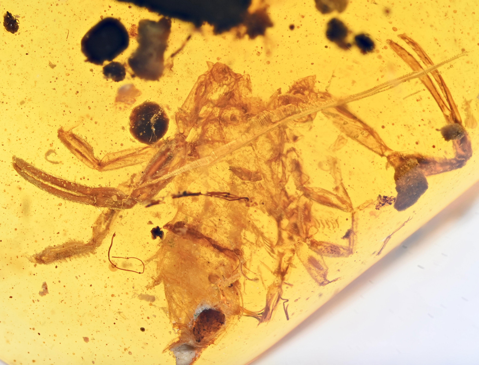 Rare Bargain Scorpion, Fossil insect inclusion in Burmese Amber Rare Bargain Scorpion, Fossil insect inclusion in Burmese Amber