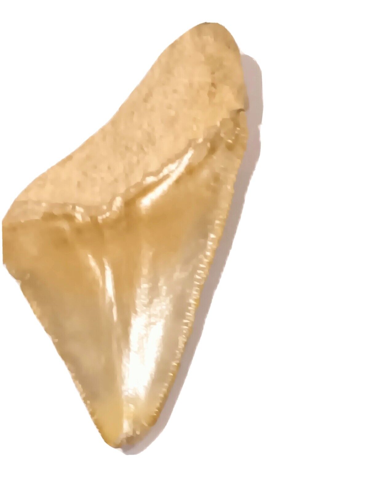 Beautifully Serrated 2 1/4 Inch Megalodon Tooth