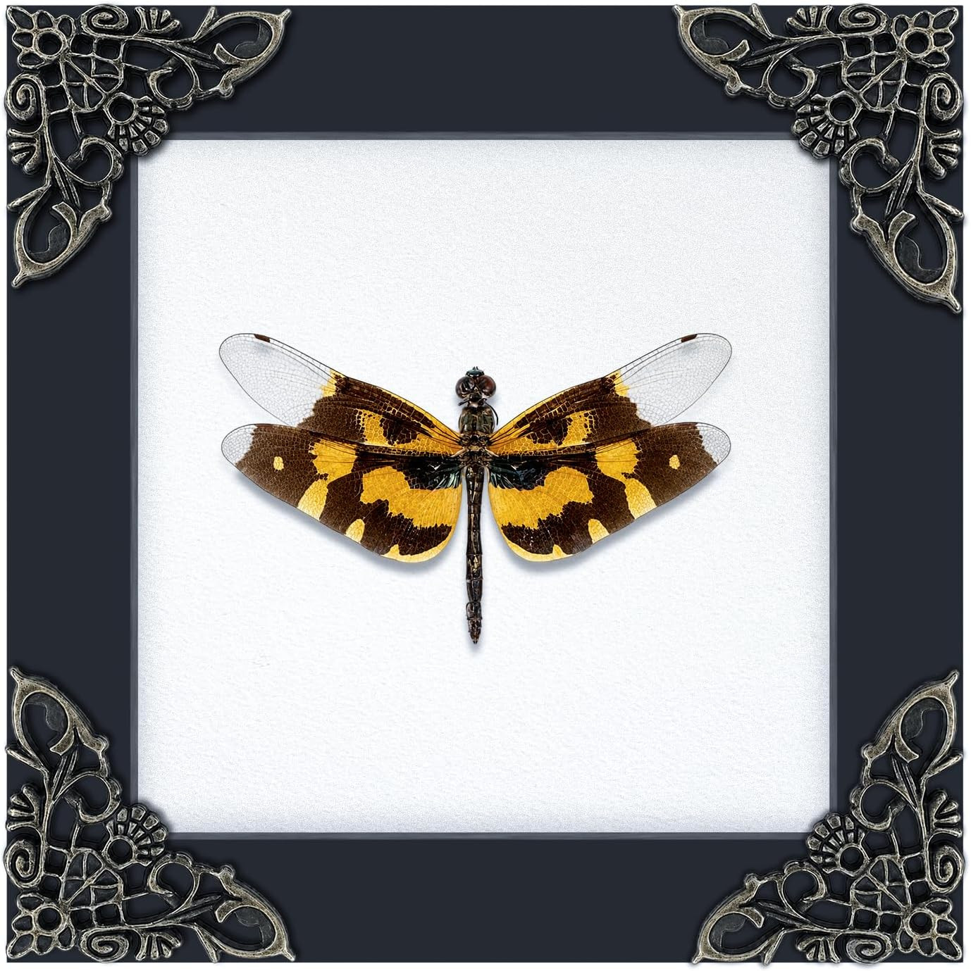 Real Dragonfly Gold Wings 4.7