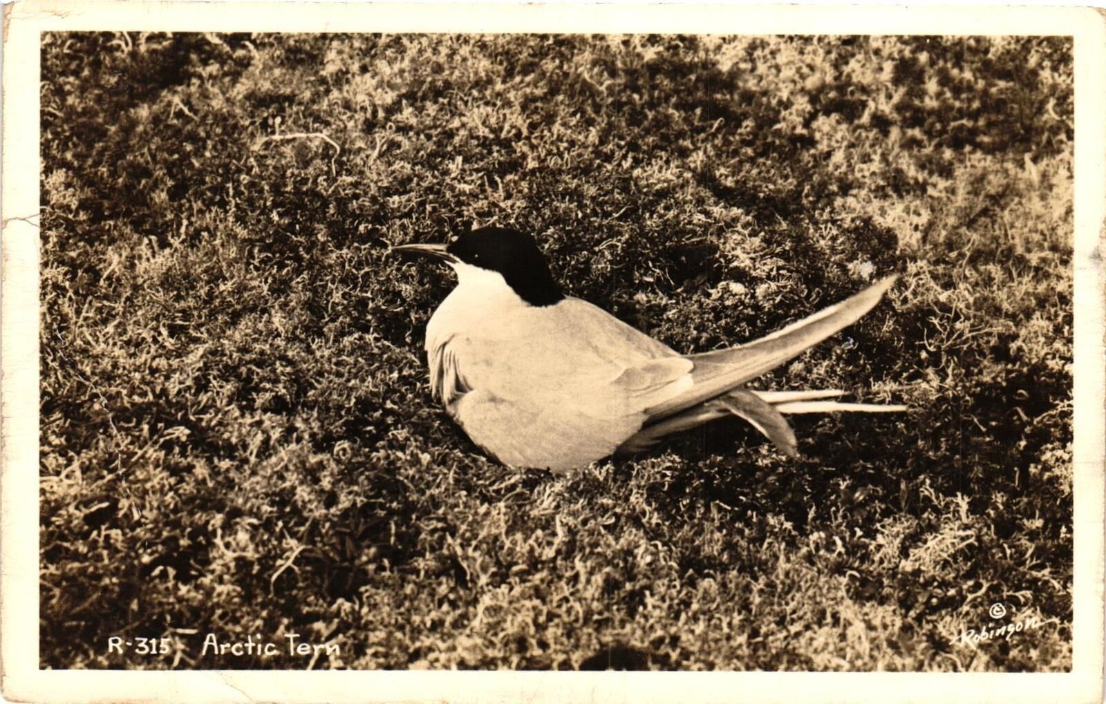 Vintage Postcard- 315. ARCTIC TERN. UnPost 1910