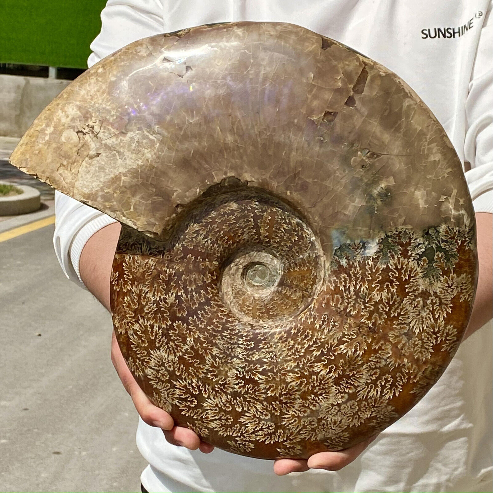 18LB  Natural colour conch Ammonite specimens of Madagascar -