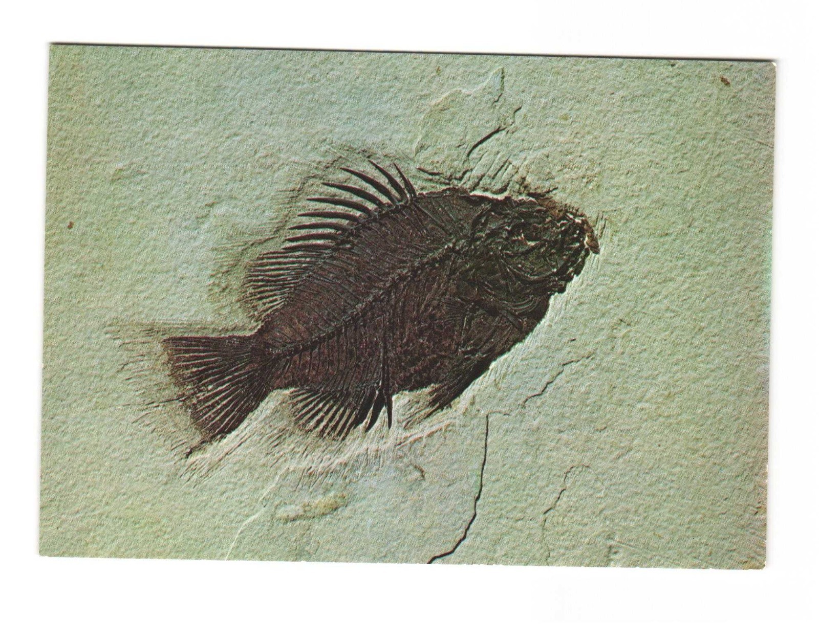 Priscacara Green River Formation Ulrich\'s Preparatory Diamondville WY postcard