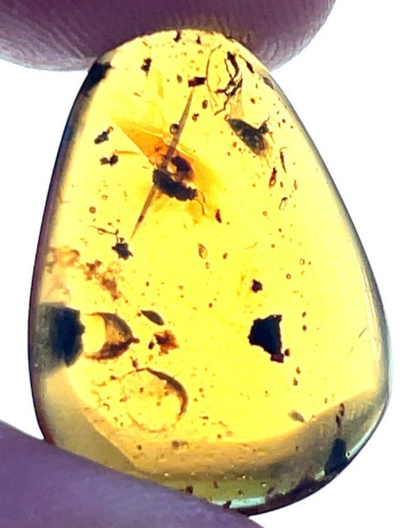 9cts Certified 90 Million Year Old Burmese Amber Cabochon 9cts Certified 90 Million Year Old Burmese Amber Cabochon