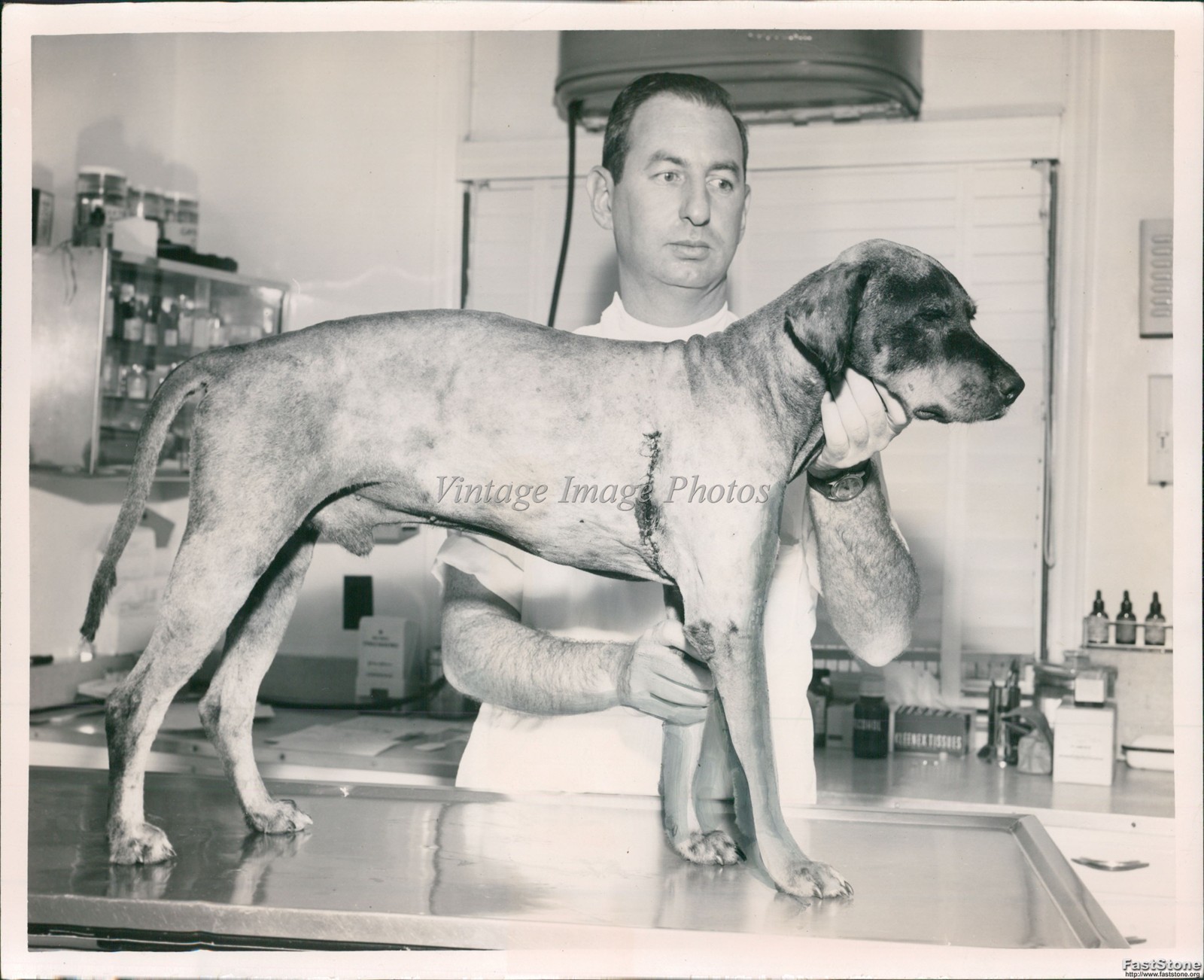 1955 Lawrence Victor Veterinarian Doctor Dog Animal Cute Sewing Photo 8x10