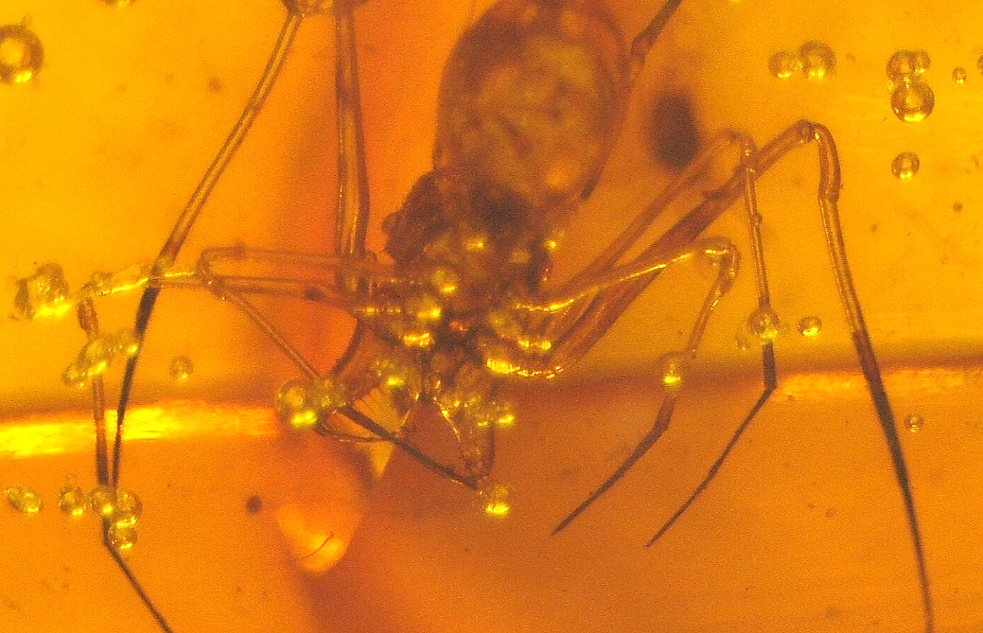 Beautiful Assassin Pelican Spider with Prey in Baltic Amber Fossil Gemstone