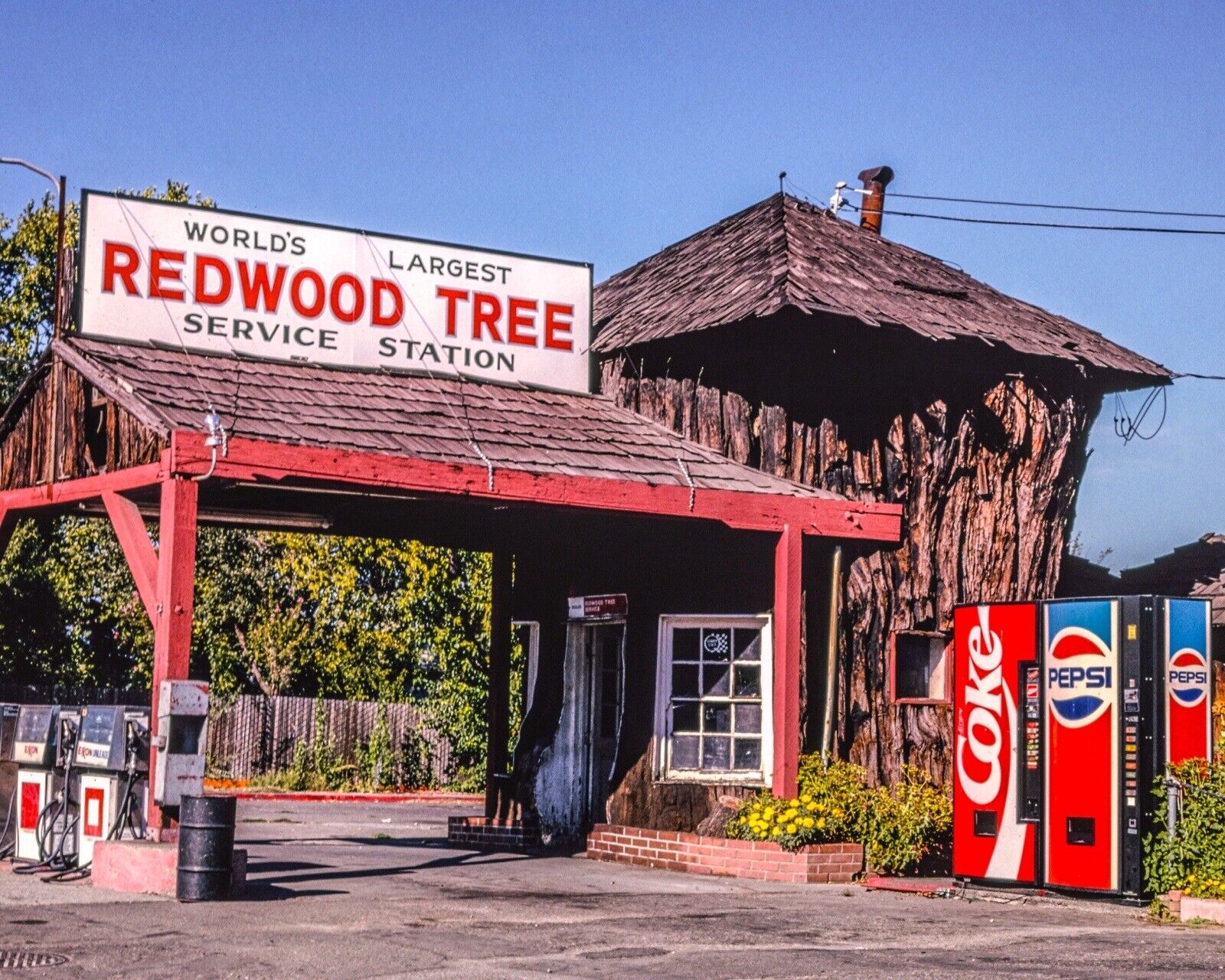 8x10 Glossy Color Art Print 1991 World\'s Largest Redwood Tree Service Station