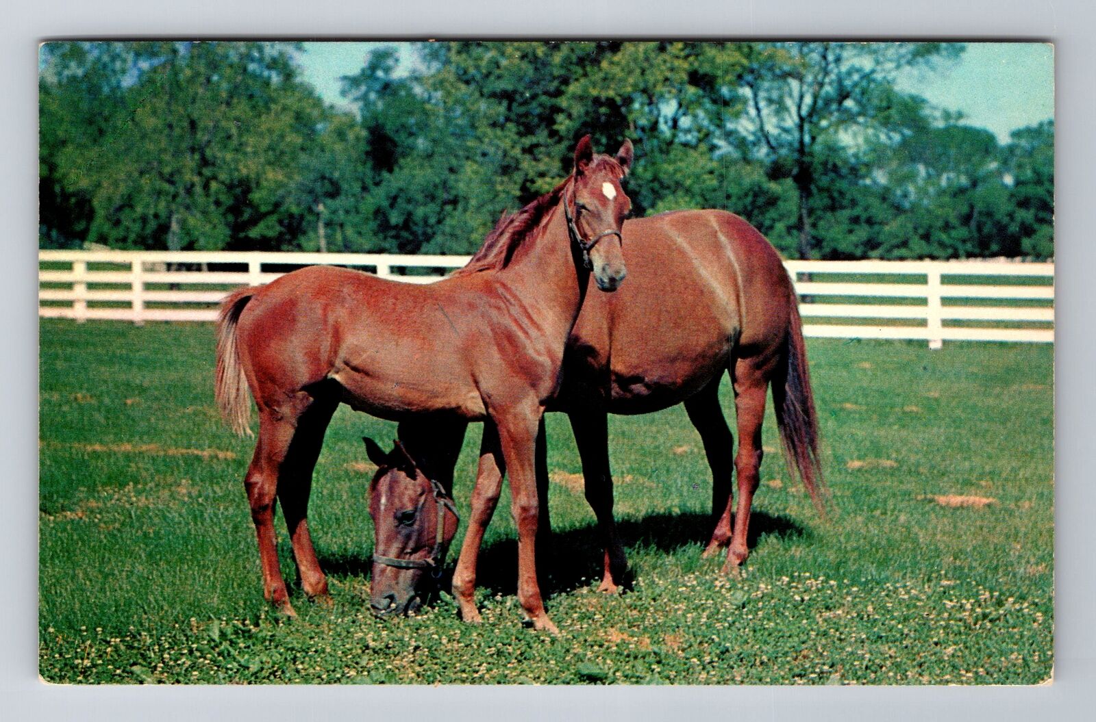Paris KY-Kentucky, Mare And Foal, Antique, Vintage Souvenir Postcard
