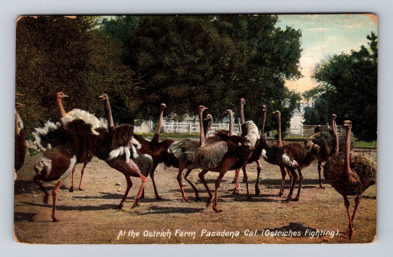 Pasadena CA- California, At The Ostrich Farm, Antique, Vintage c1908 Postcard
