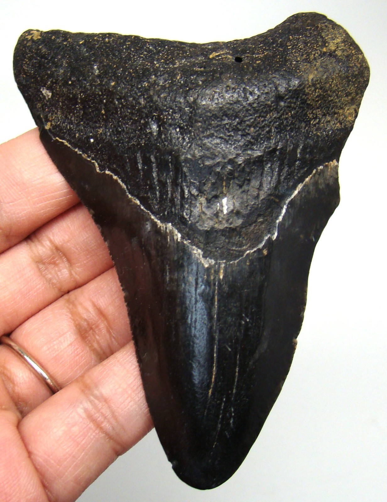 MEGALODON Shark tooth Real Fossil 3.36” Authentic Shark teeth No Restorations