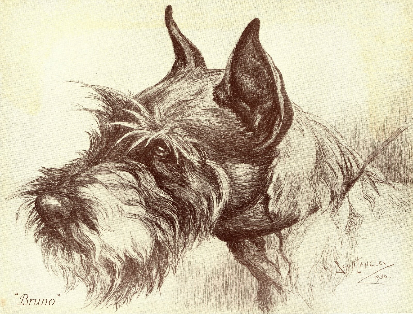 1930s Antique SCHNAUZER Dog Art Print Bruno Nina Scott Langley Art 4141c 1930s Antique SCHNAUZER Dog Art Print Bruno Nina Scott Langley Art 4141c