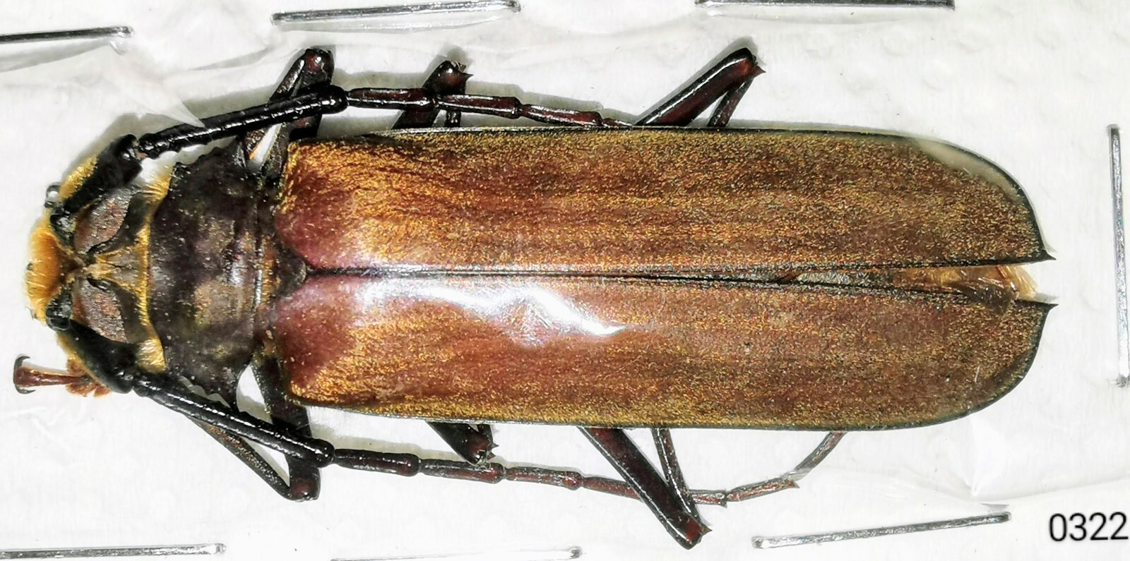 Callipogon (Orthomegas) sylvainae(?) A1 45mm from VENEZUELA - #0322