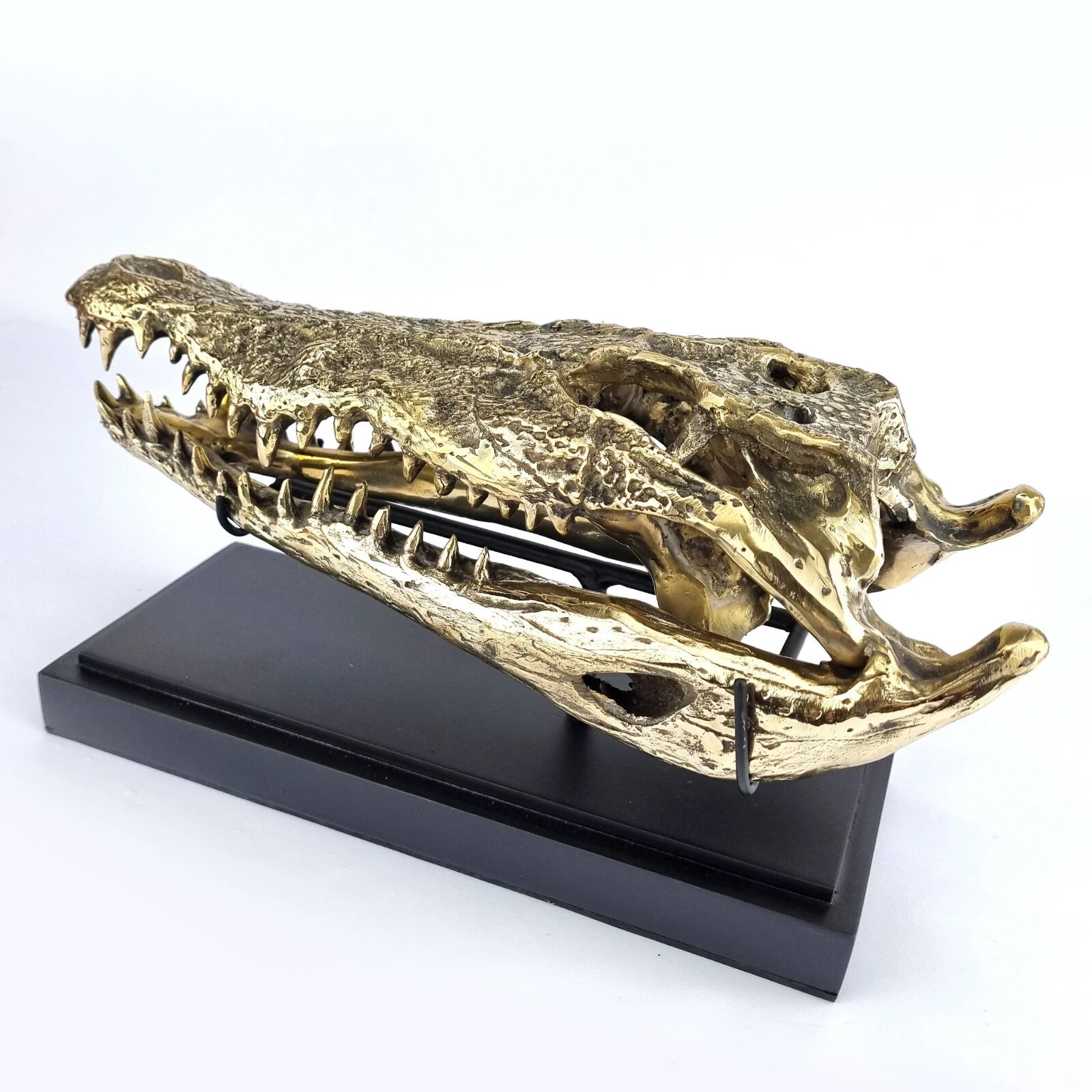 amazing 36cm Crocodile skull 15\